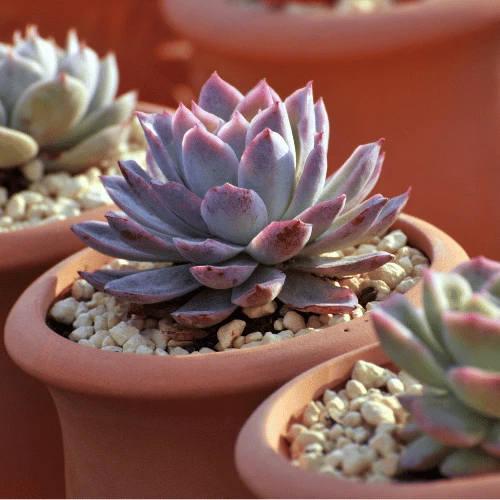 Succulent Service 2 Supporting Image