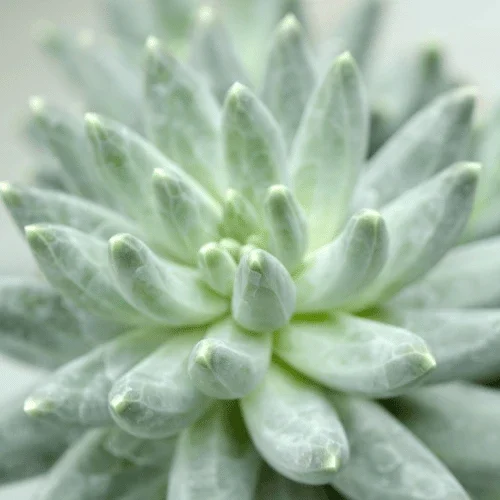 Succulent Service 1 Second Supporting Image