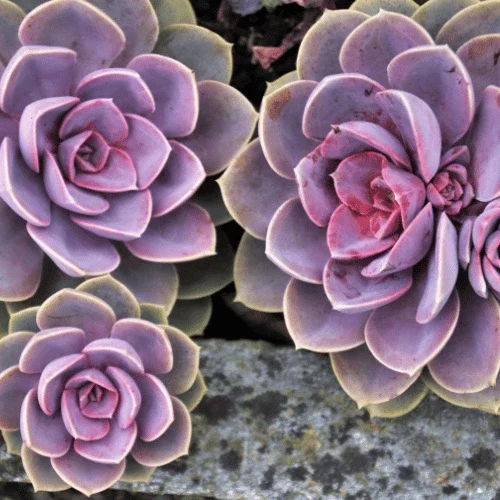 Succulent Service 1 Supporting Image