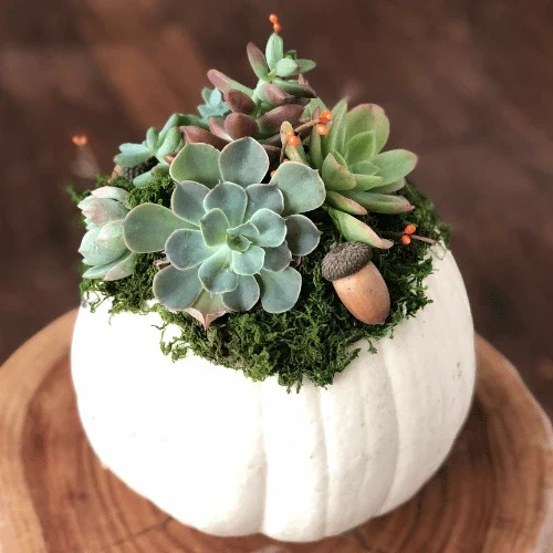 Succulent Service 3 Supporting Image